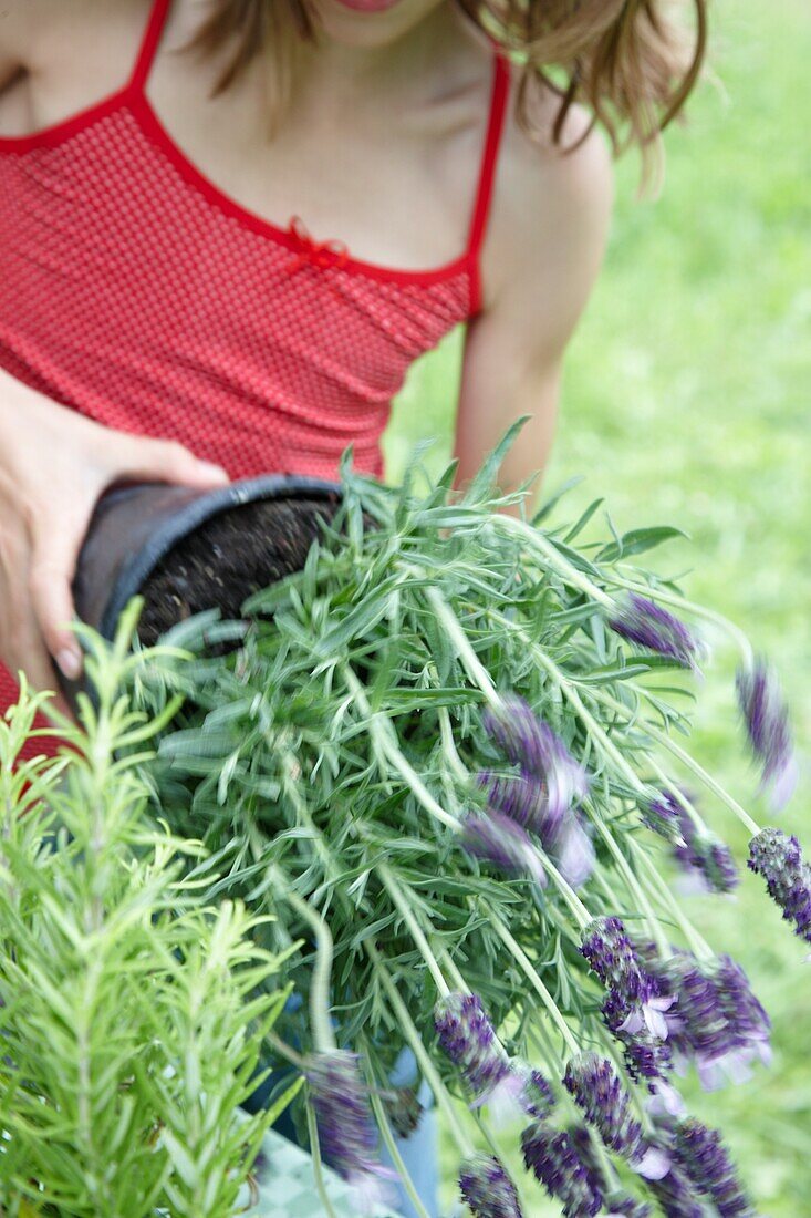 Girl planting lavender