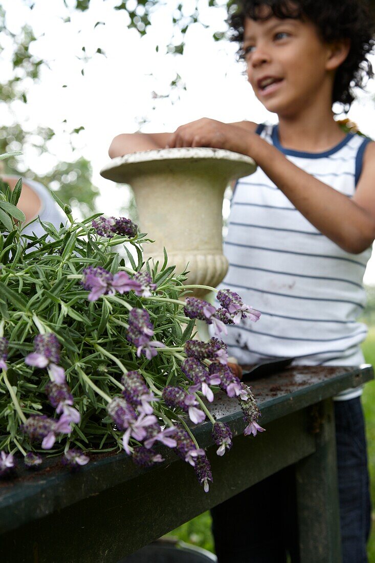 Boy holding Lavandula Stoechas