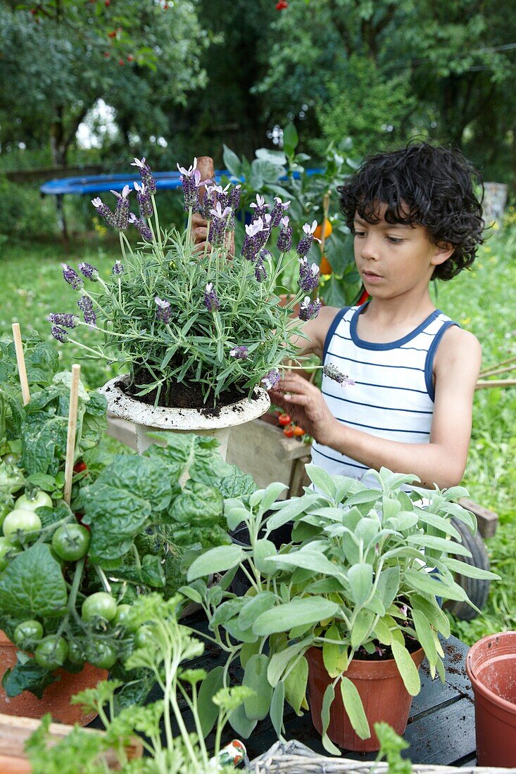 Boy planting lavender