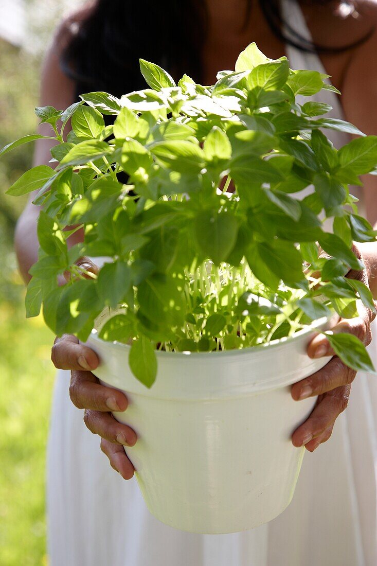 Ocimum basilicum