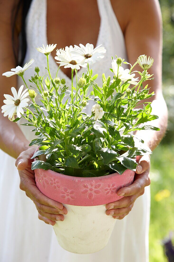 Woman holding African daisy