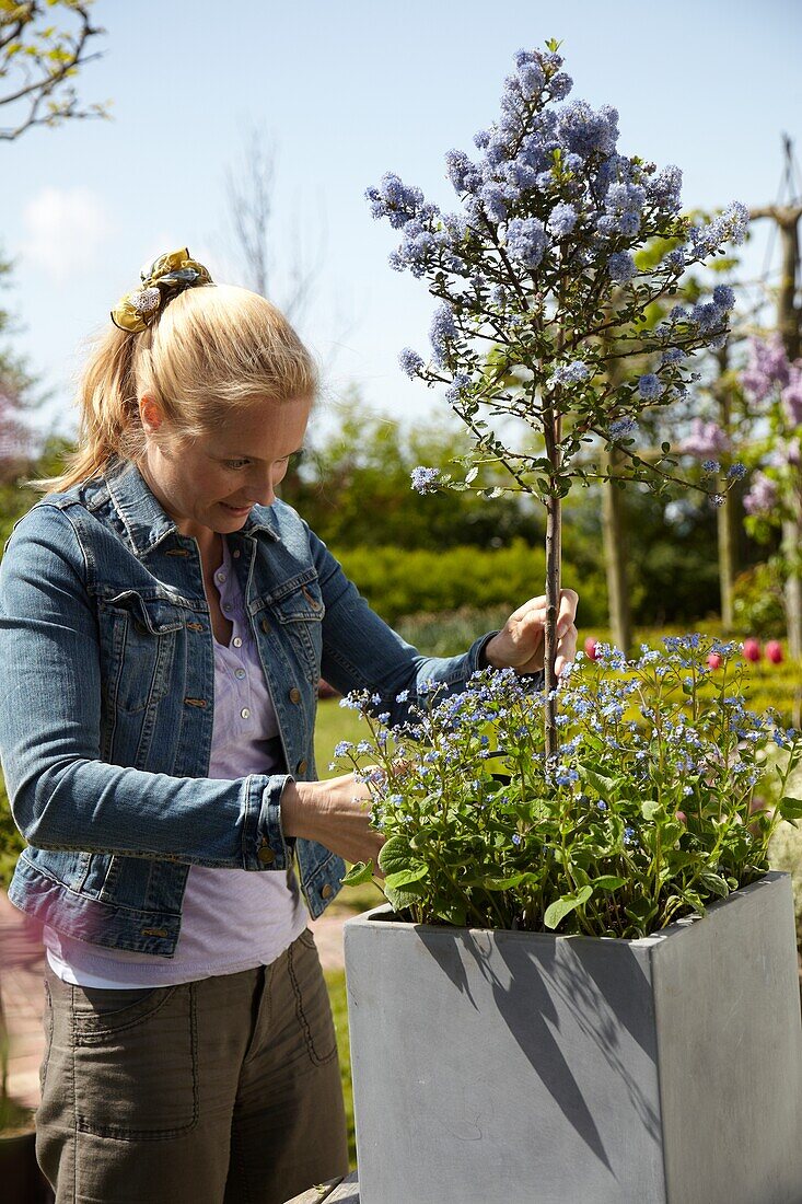 Woman filling container with Ceanothus and Brunnera