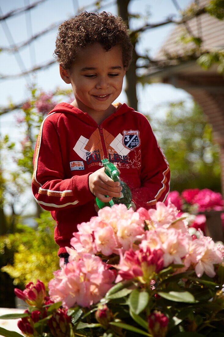 Boy watering Rhododendron