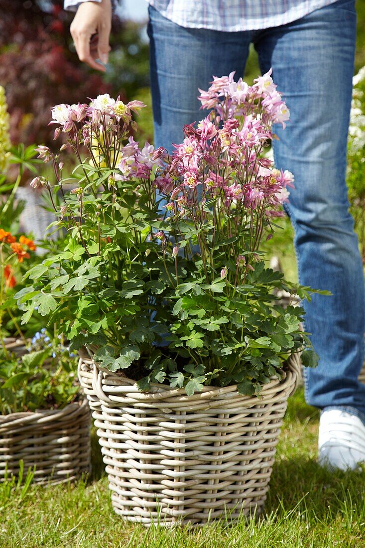 Woman with basket of Aquilegia 