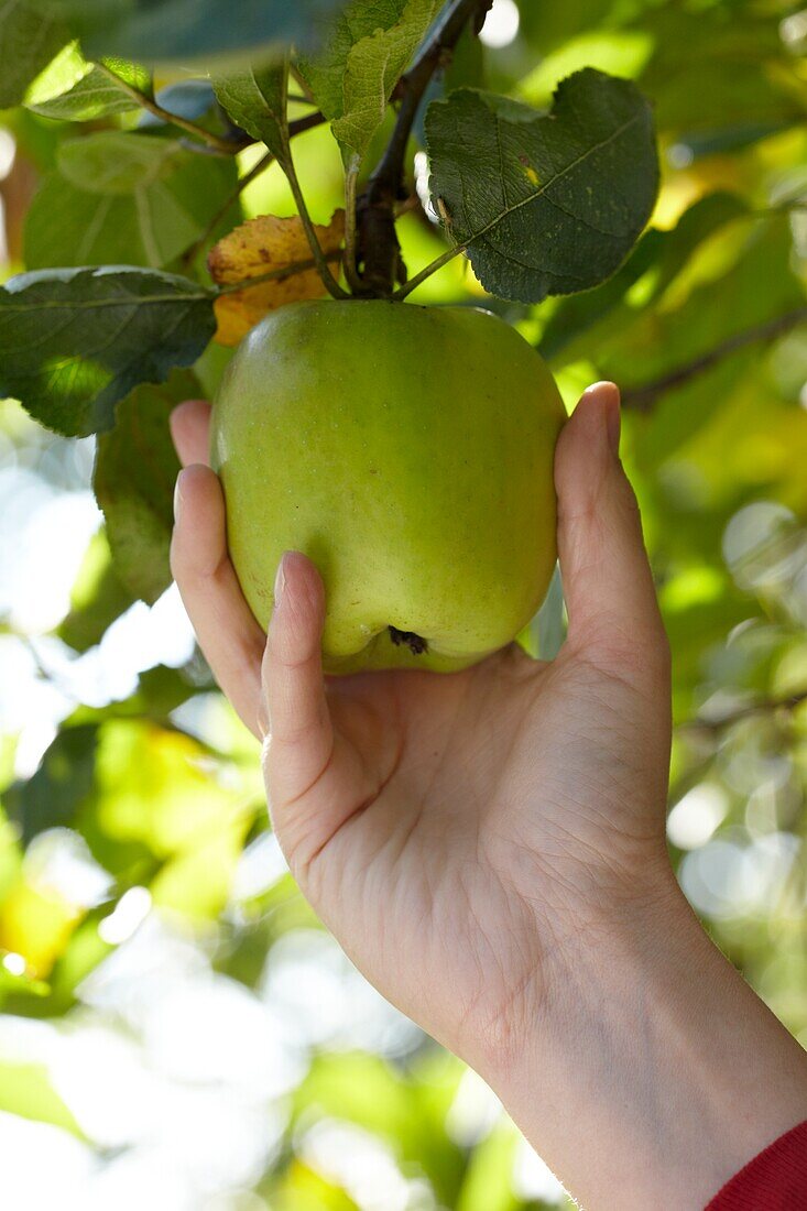 Frau erntet Äpfel vom Apfelbaum