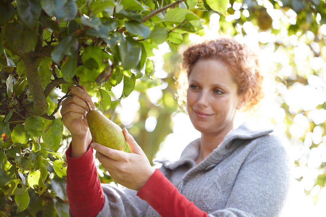 Woman harvesting pears from tree