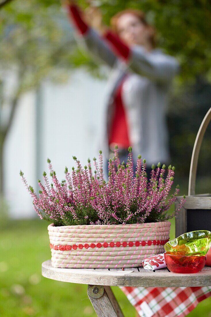 Calluna vulgaris im Korb