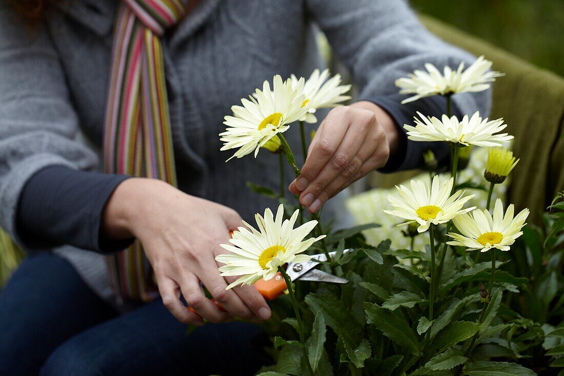 Frau berührt Leucanthemum maximum