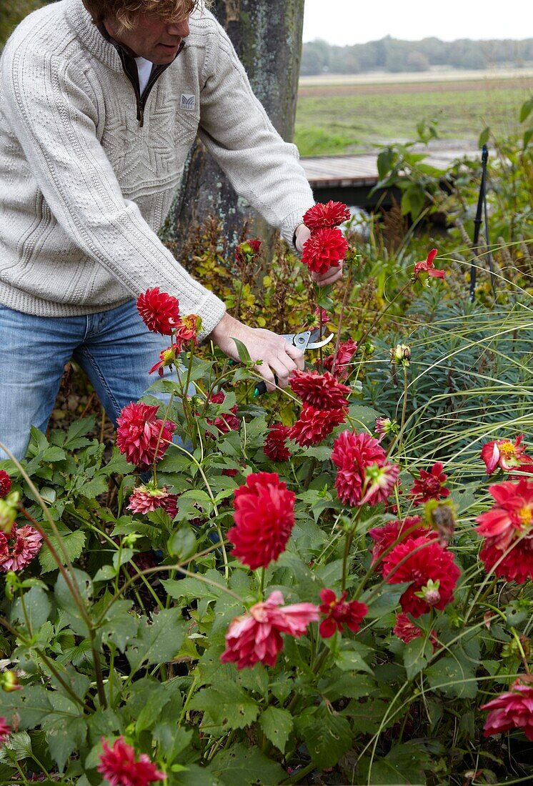 Gardener cutting dahlias