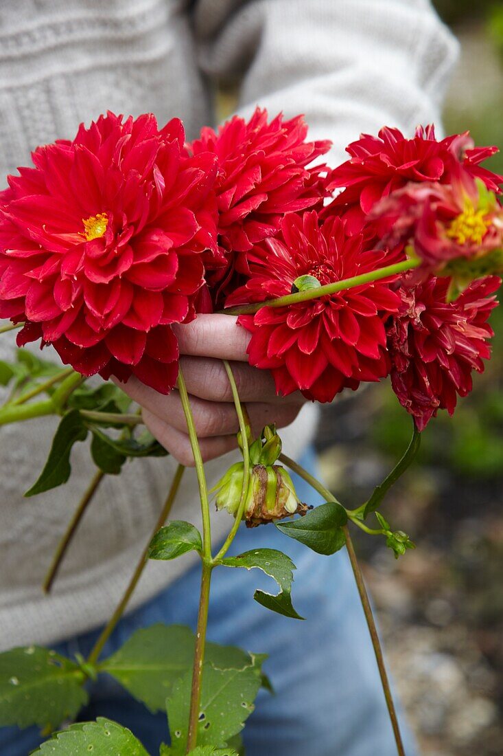 Gardener cutting dahlias