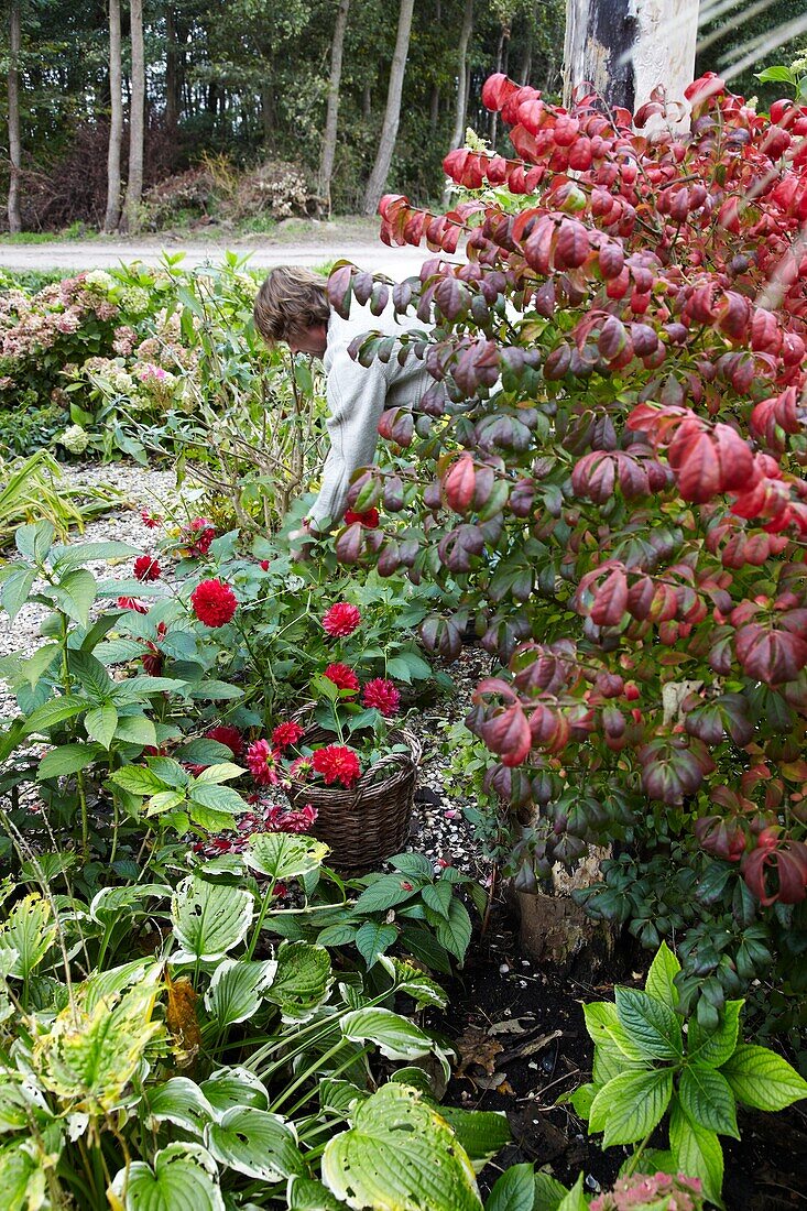 Gardener cutting dahlias