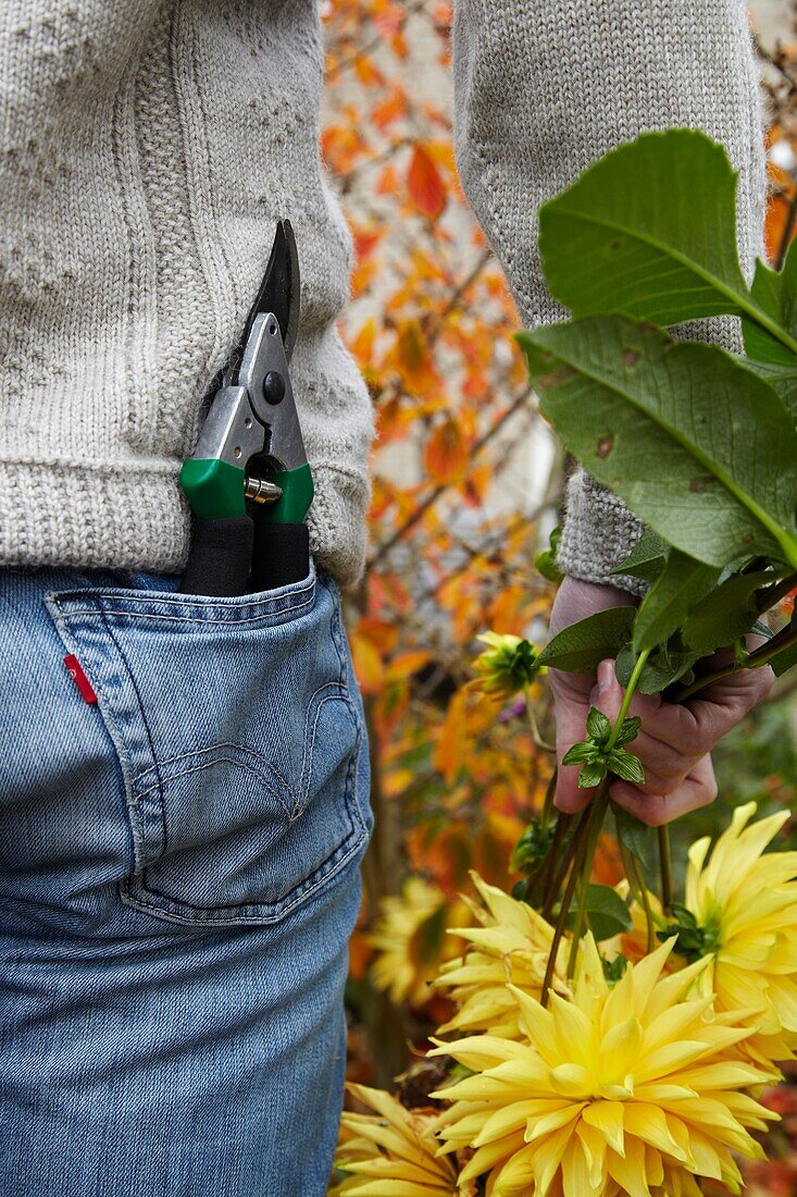 Gärtner schneidet Dahlien