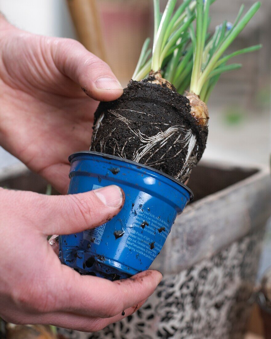 Planting spring container