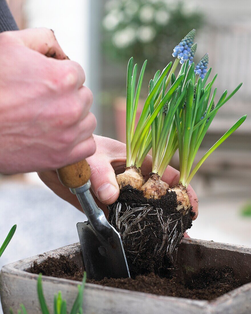 Planting spring container