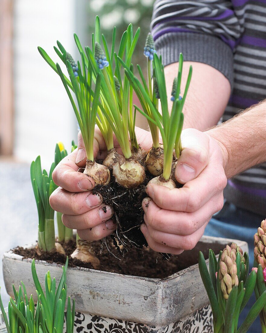 Planting spring container