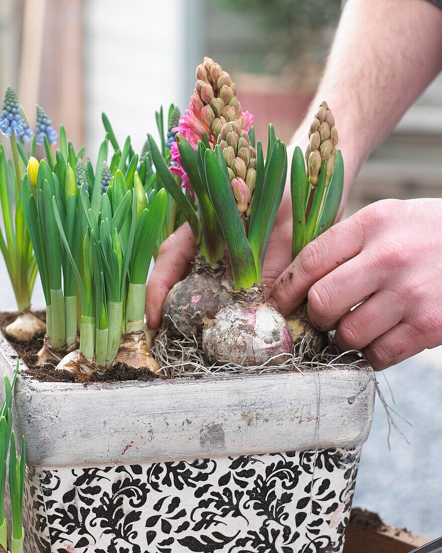 Planting spring container