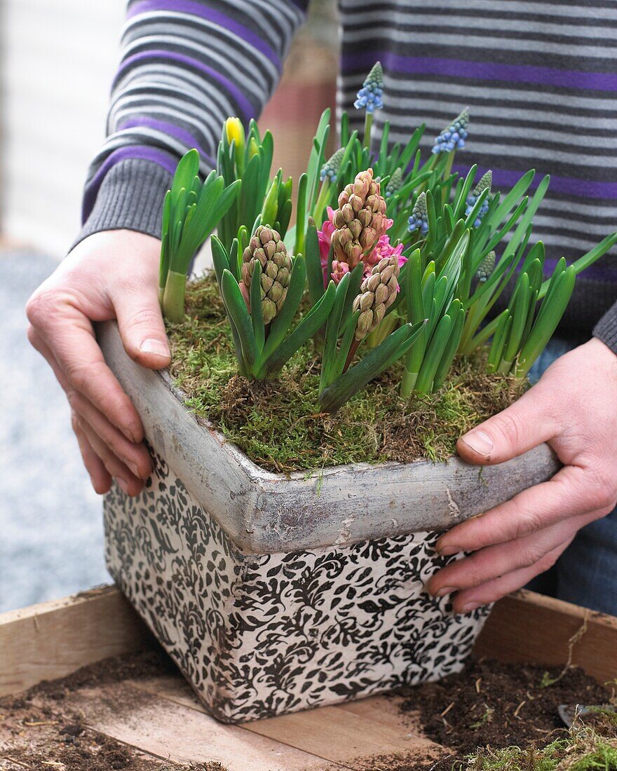 Planting spring container