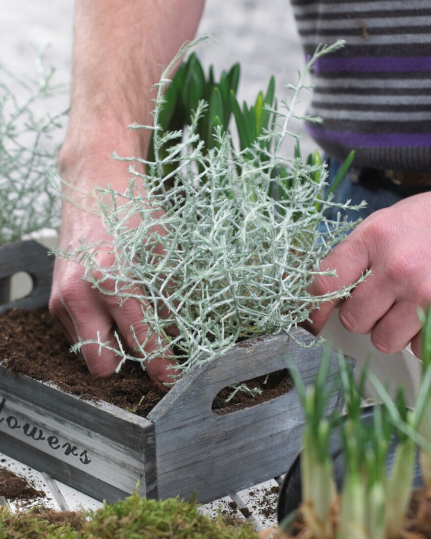 Planting spring container