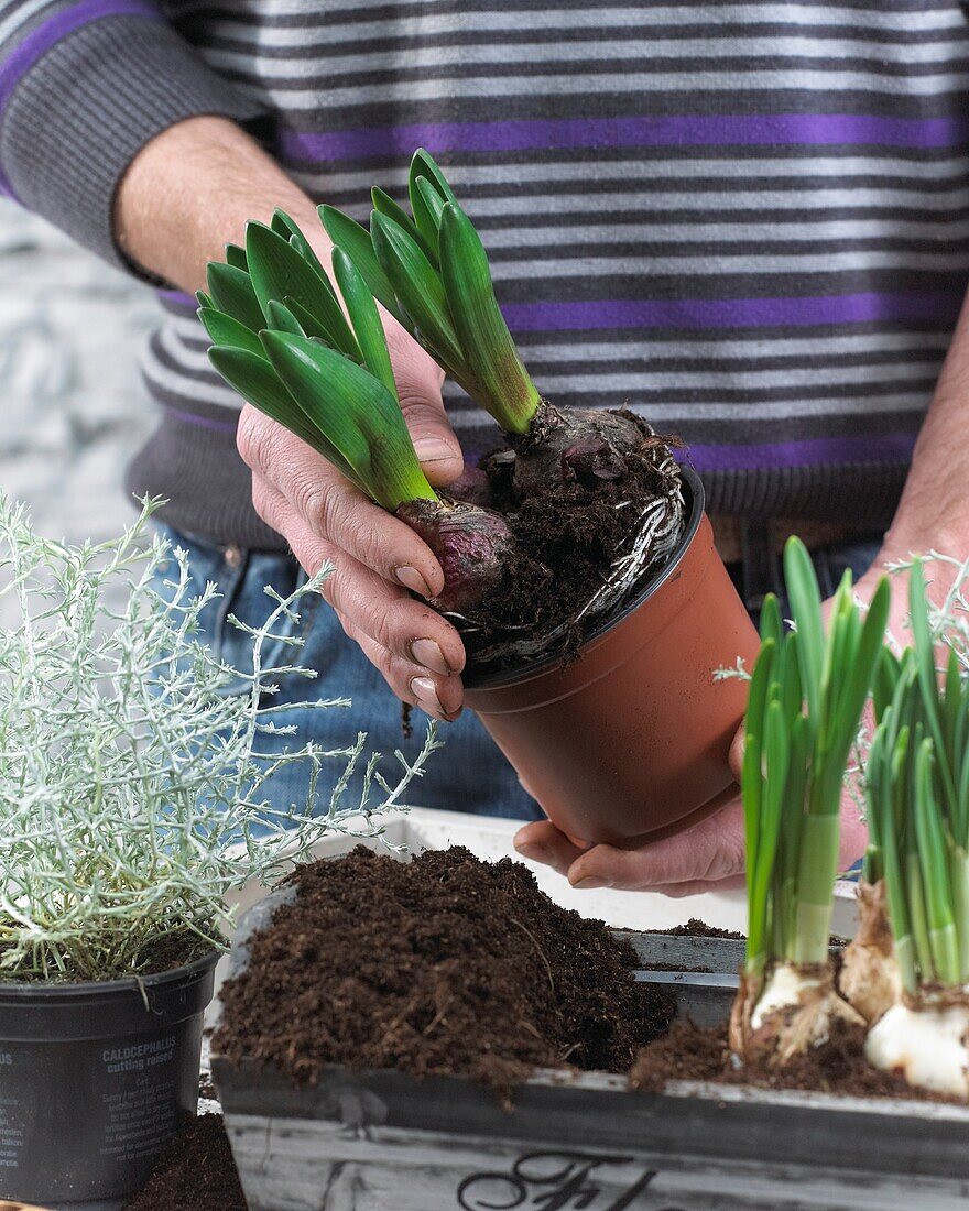 Planting spring container