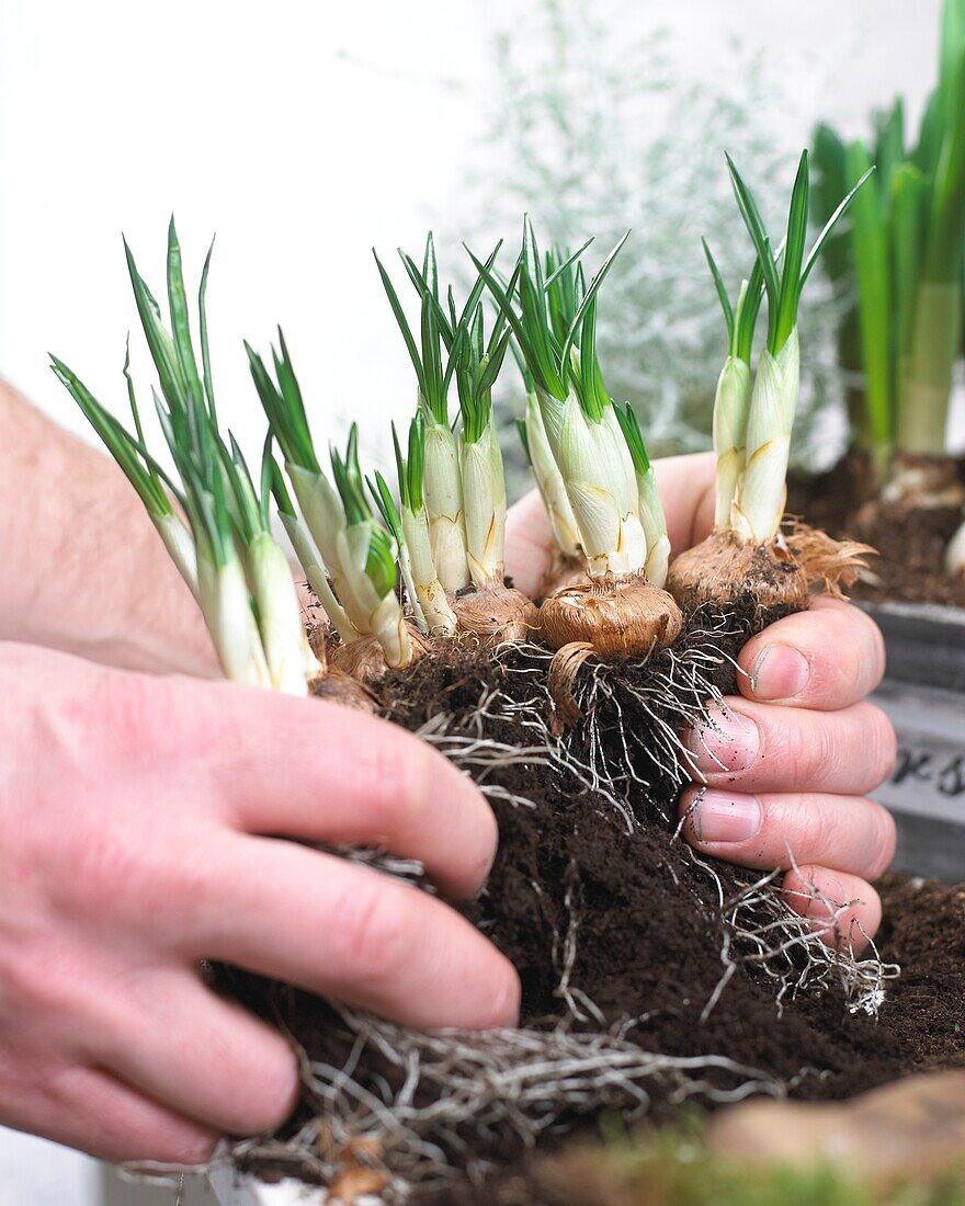 Planting spring container