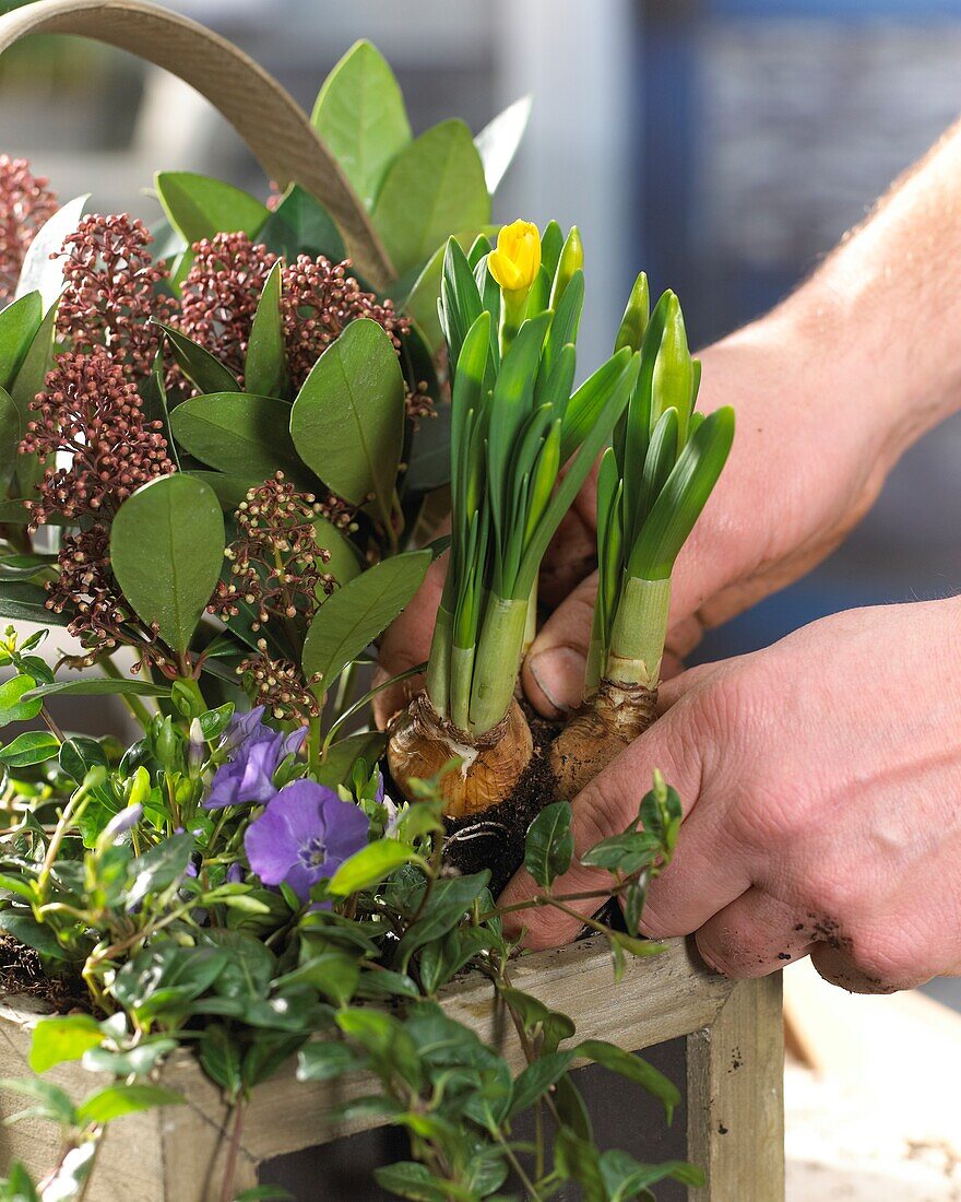 Planting spring container