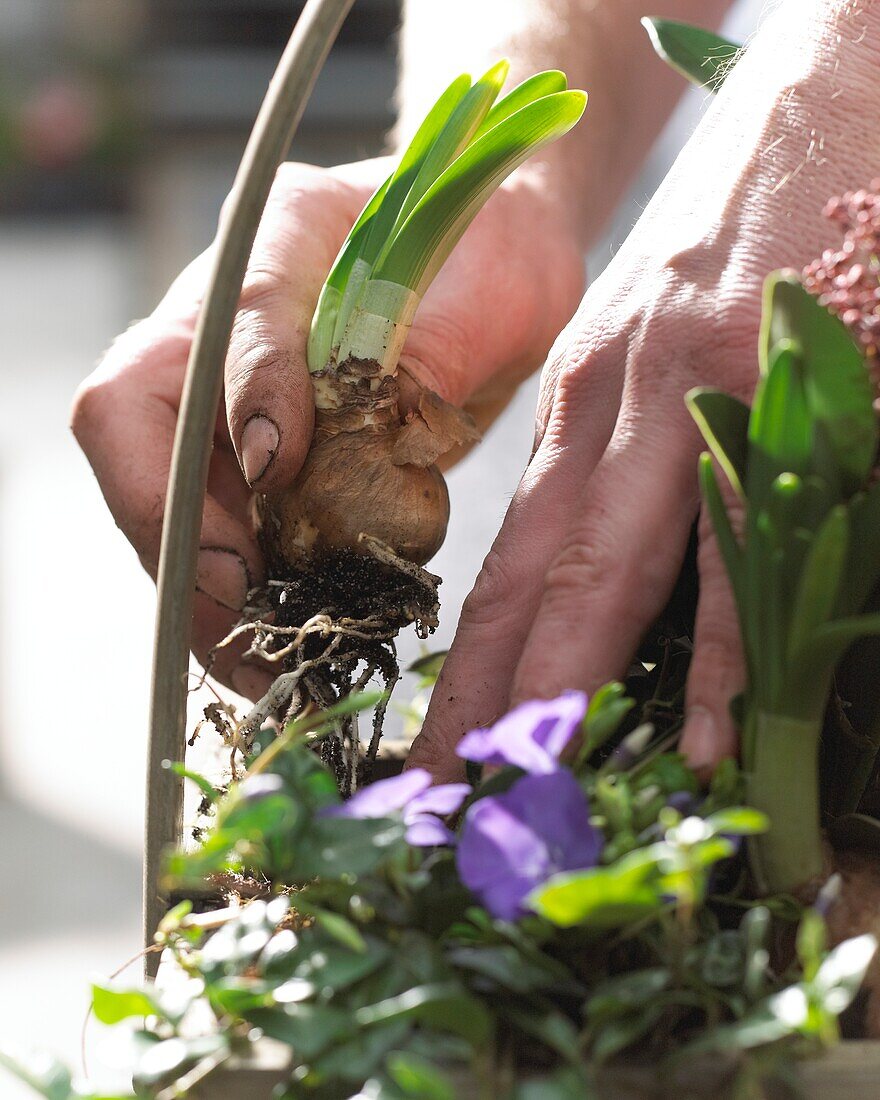 Planting spring container