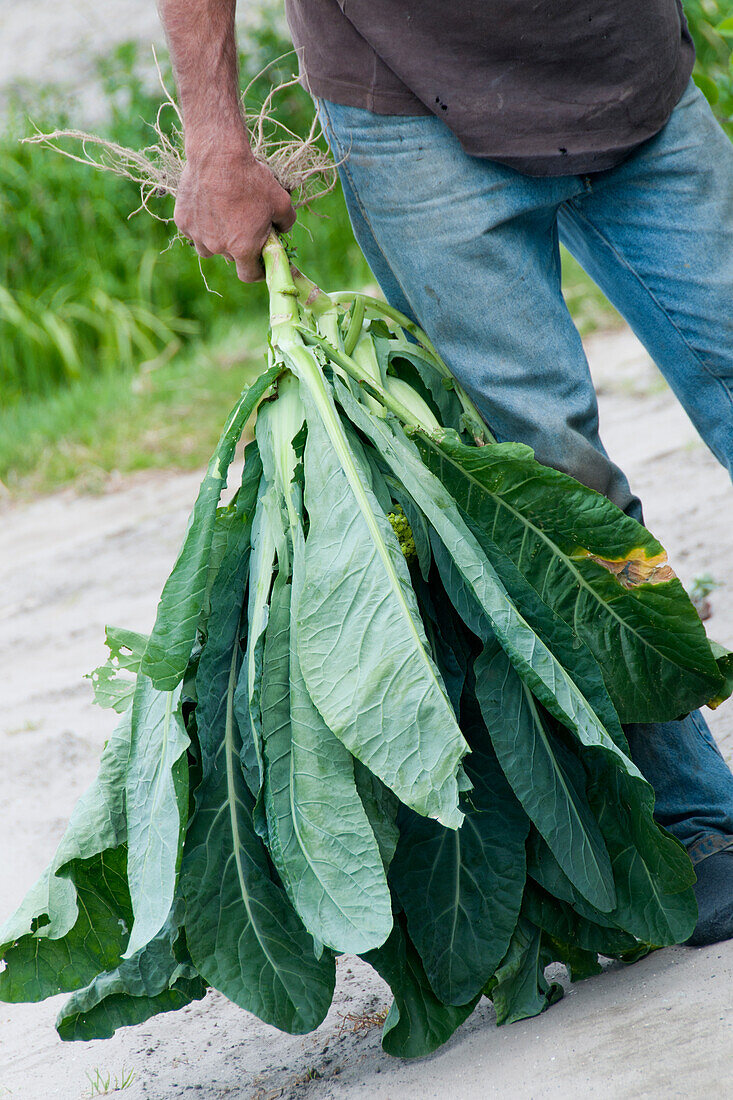 Brassica oleracea var. botrytis