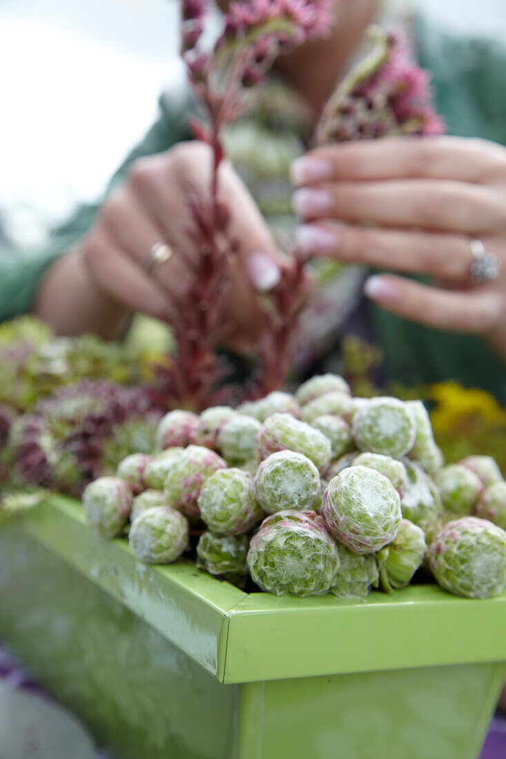 Woman planting succulents