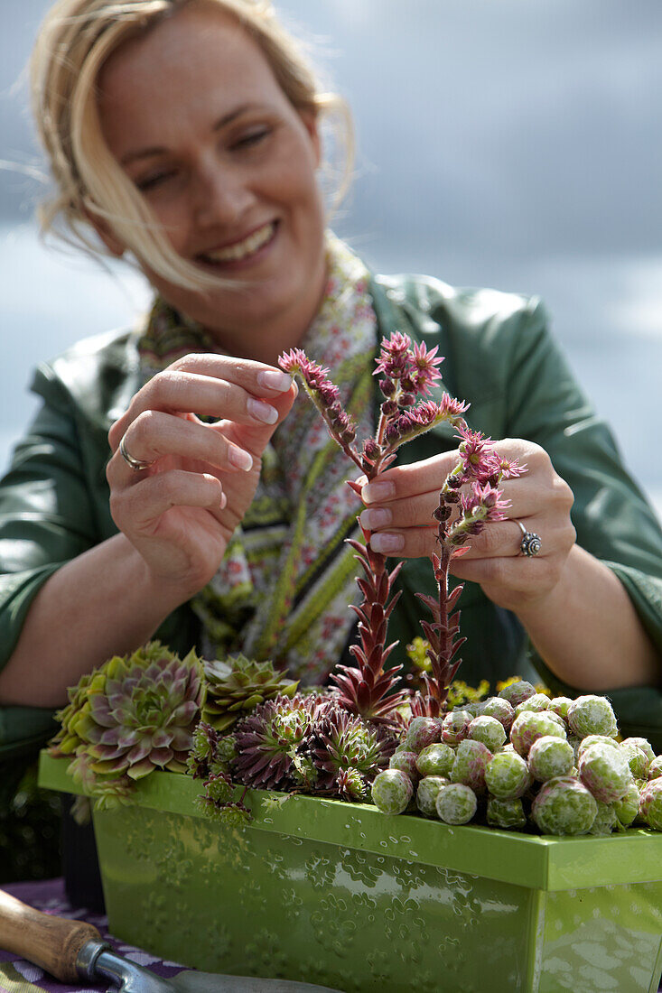 Woman planting succulents