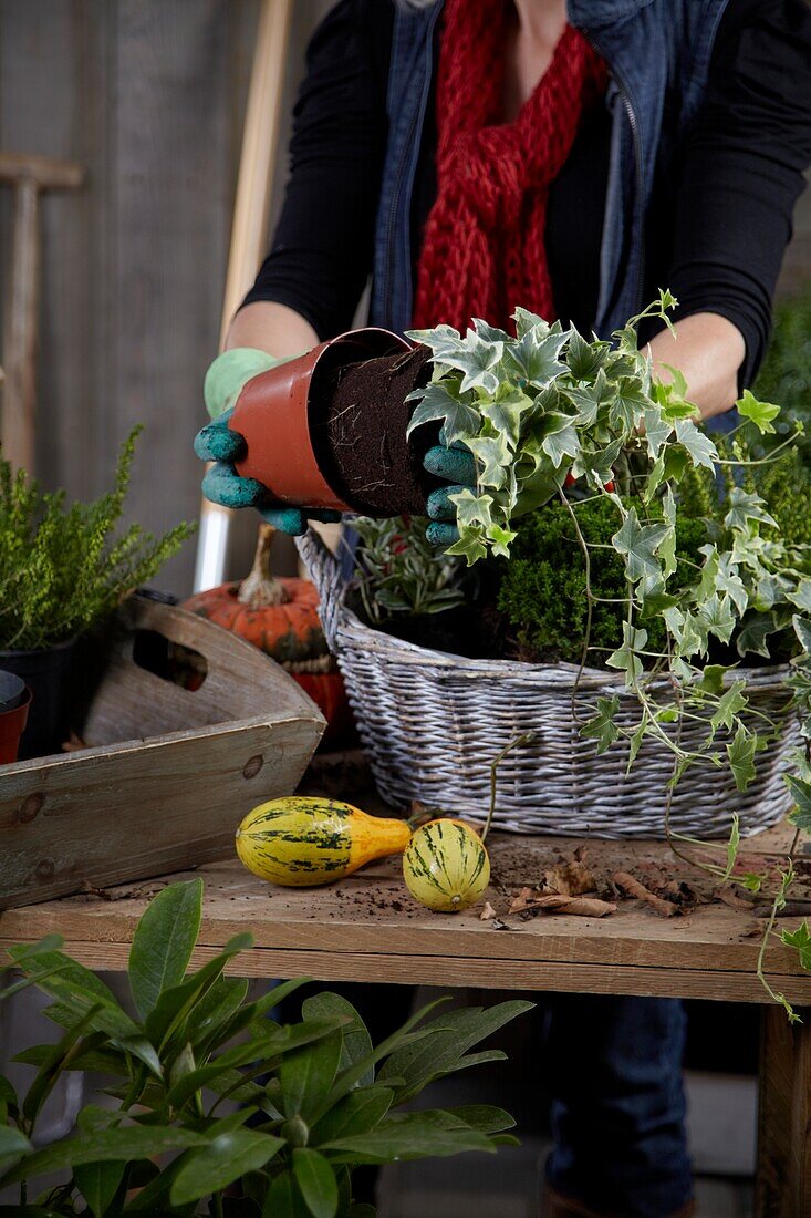 Planting winter container