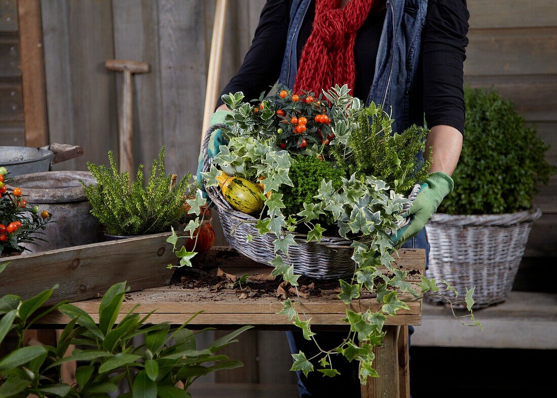 Planting winter container