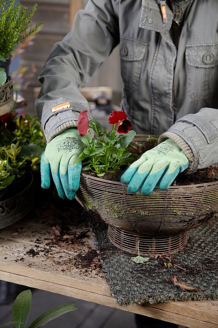 Planting winter container