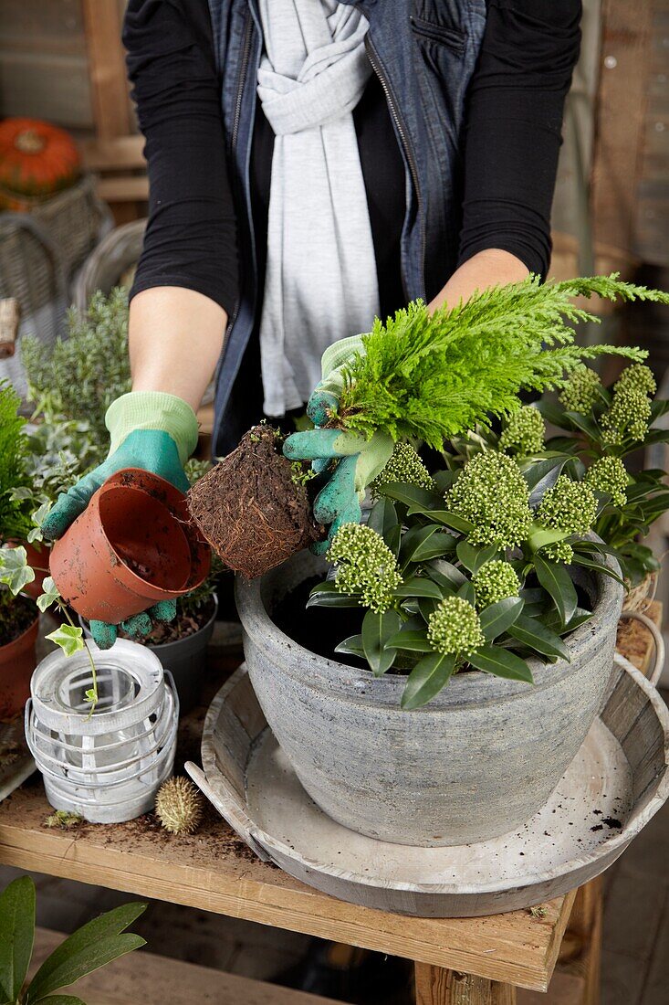 Planting winter container