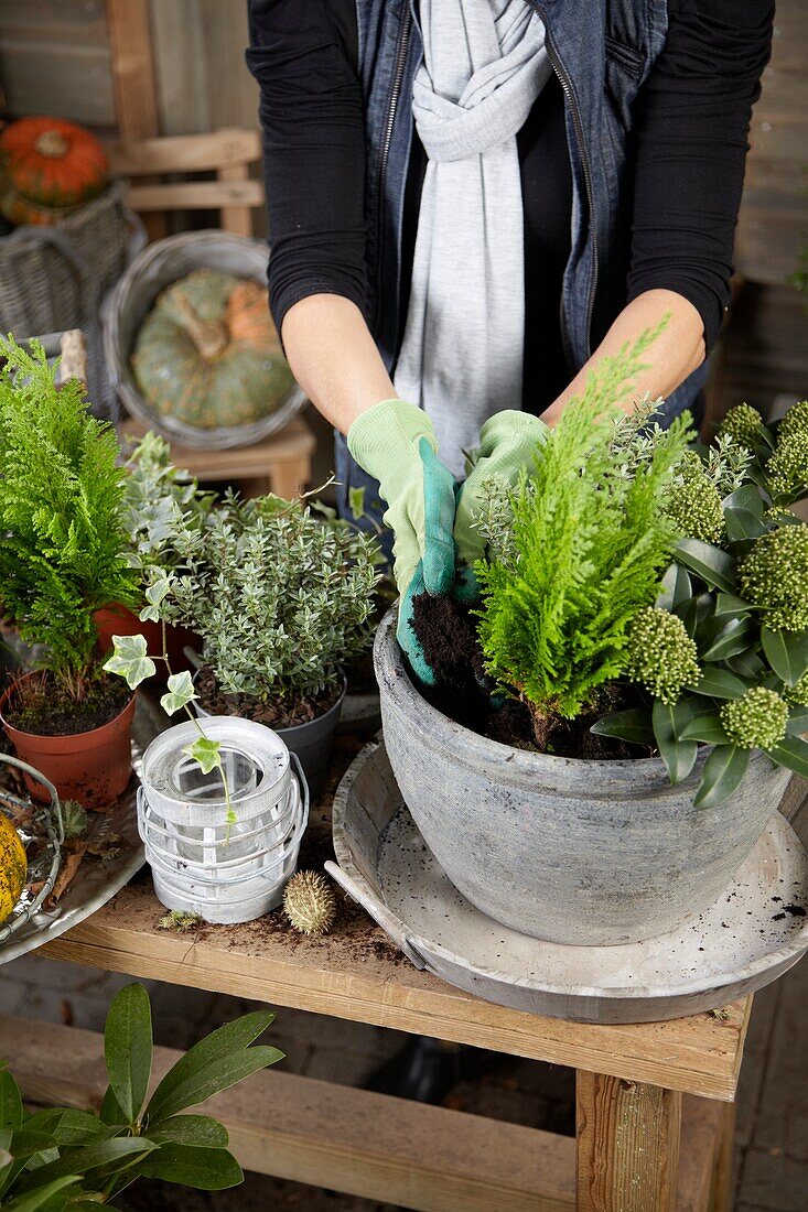 Planting winter container