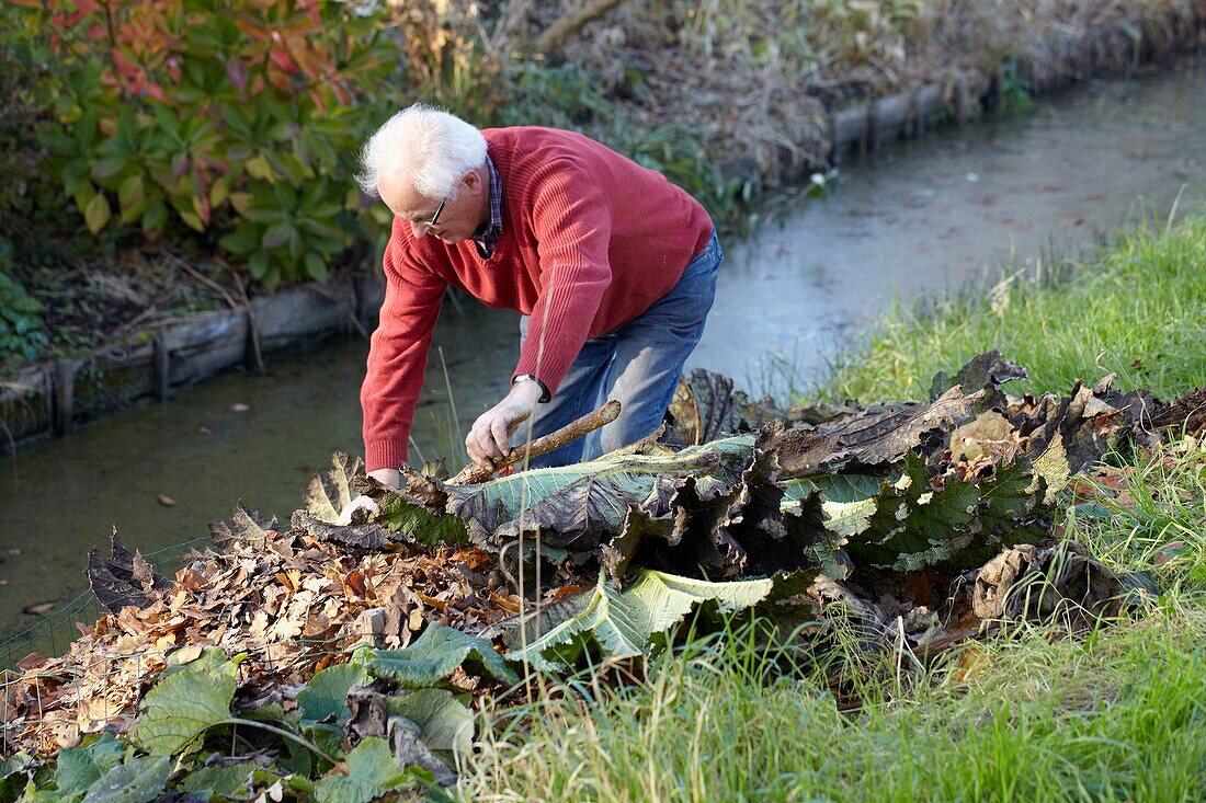 Abdecken von Gunnera manicata