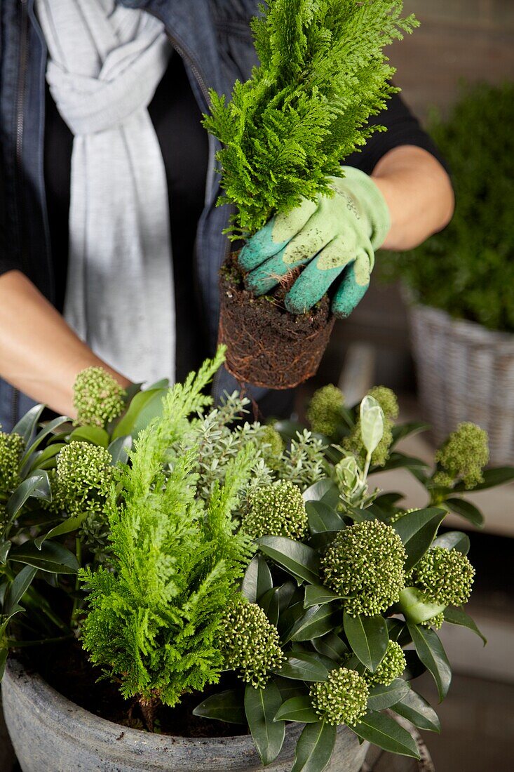 Planting winter container