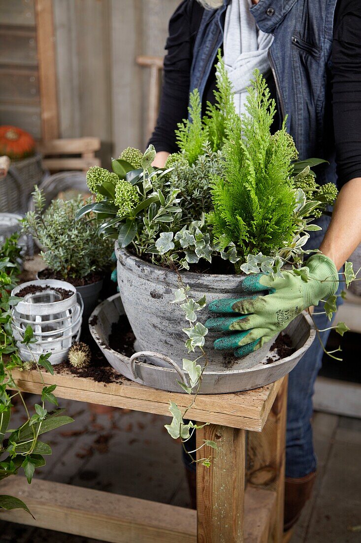 Planting winter container