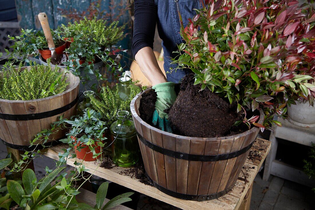 Planting winter container