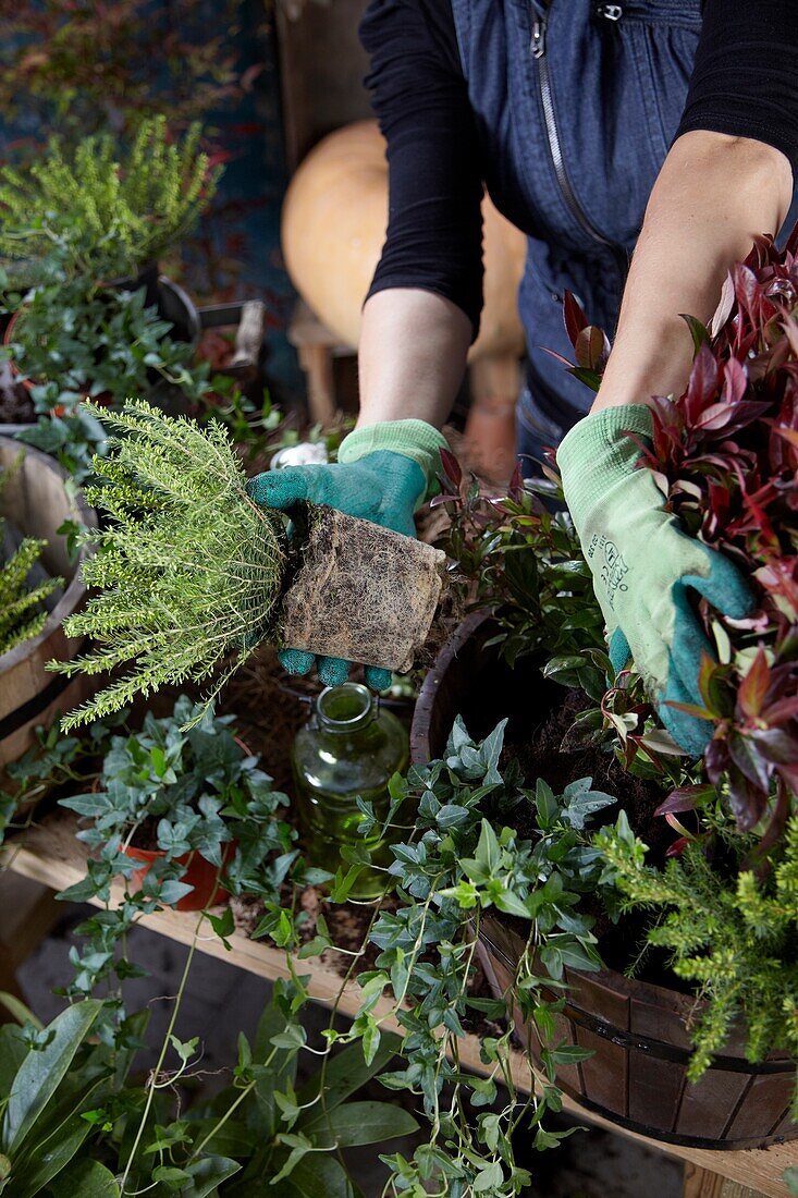 Planting winter container