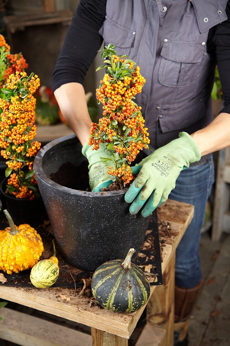 Planting winter container