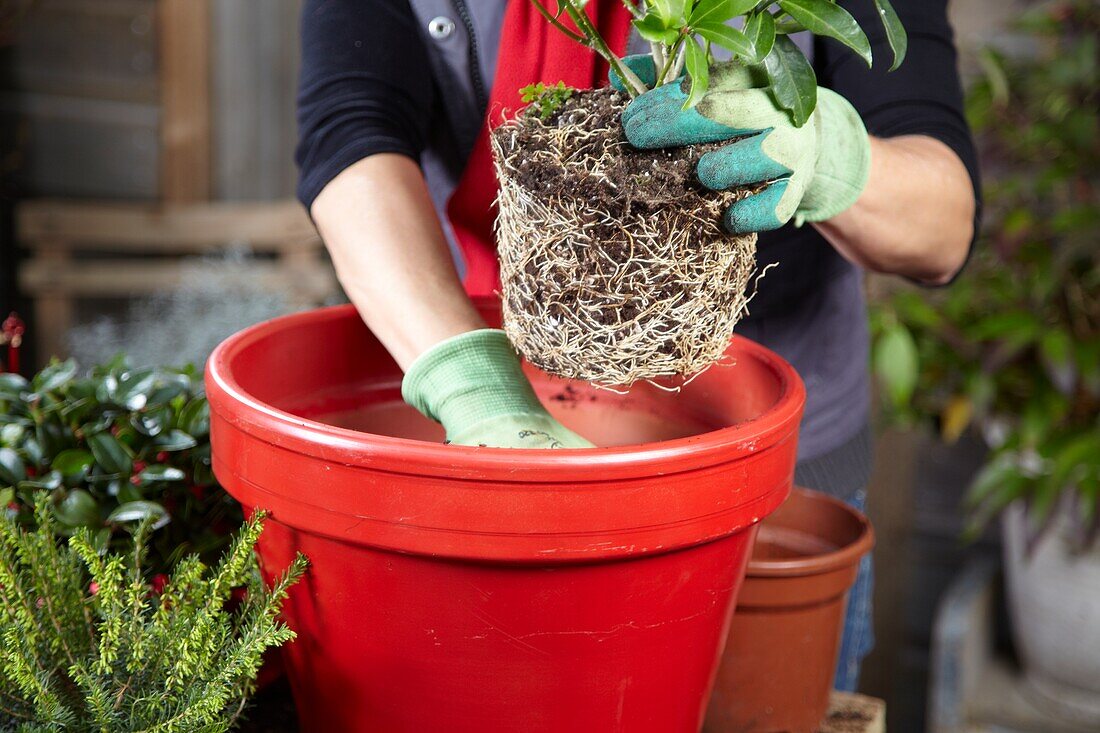 Planting winter container