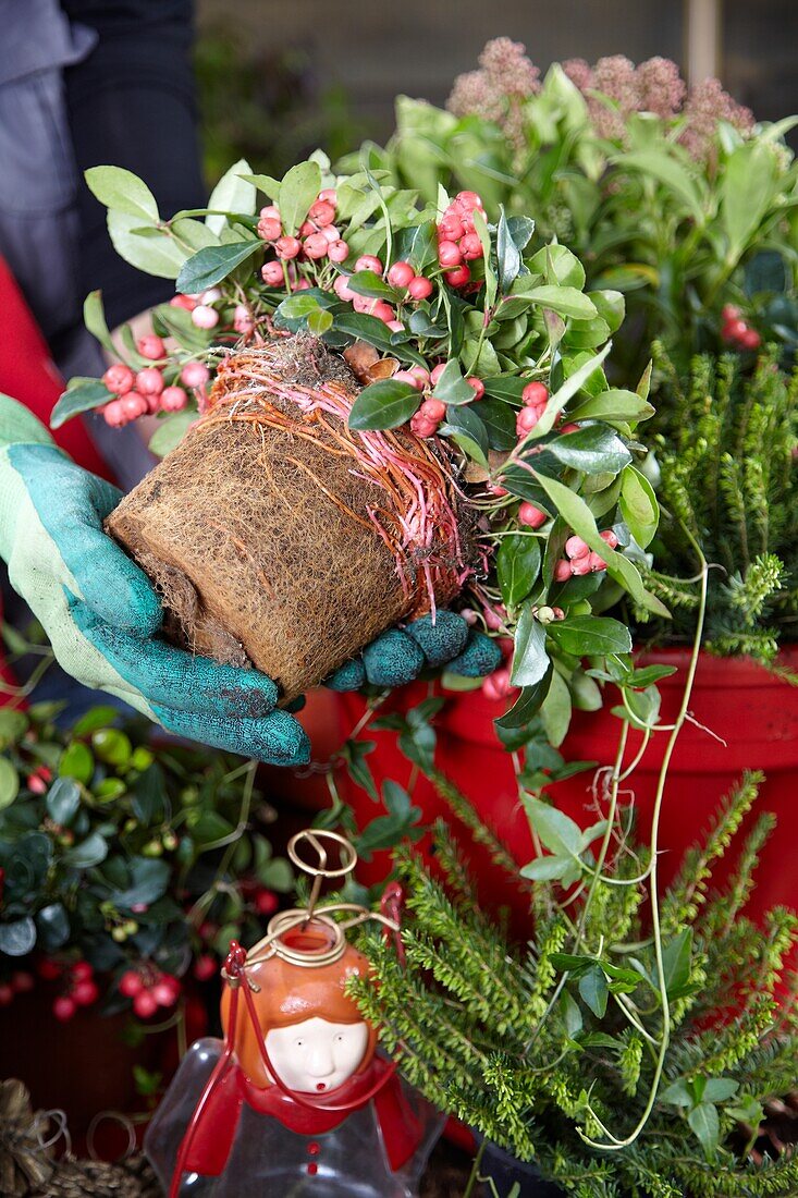 Planting winter container