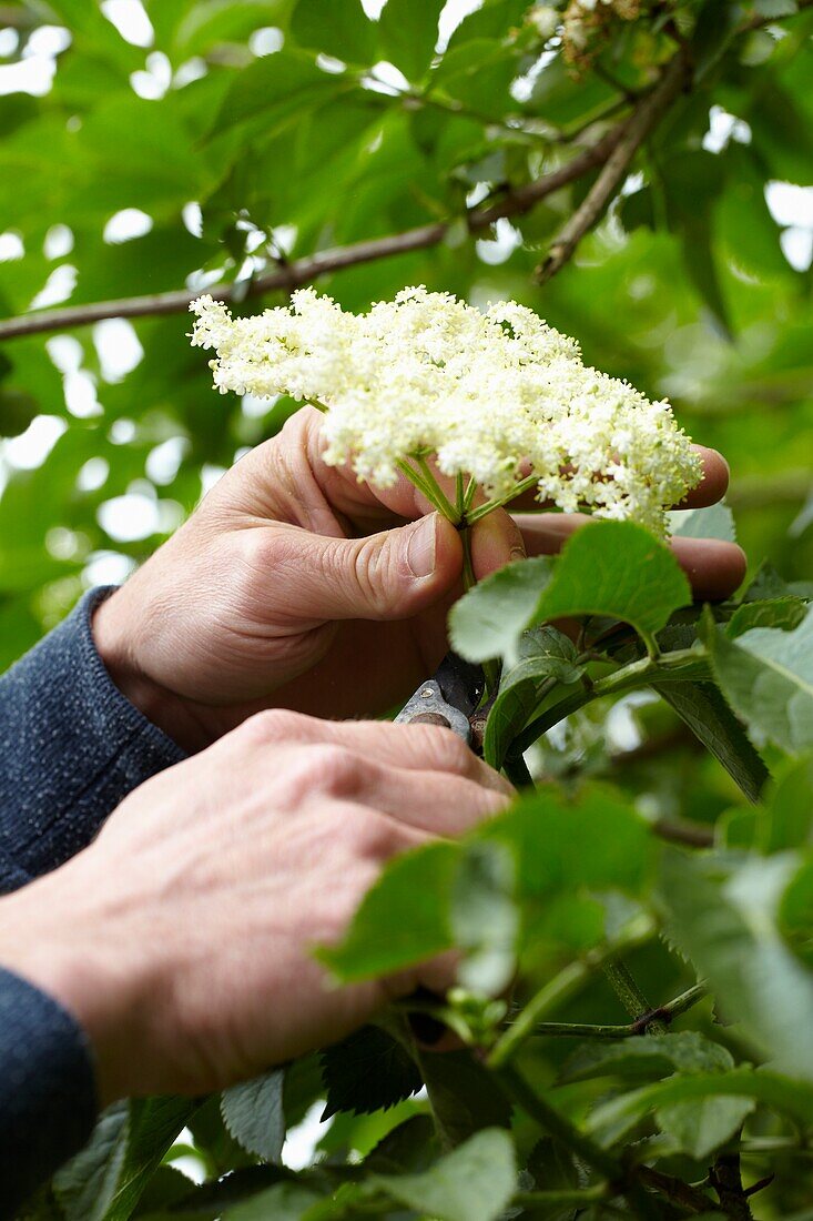 Collecting elderflowers