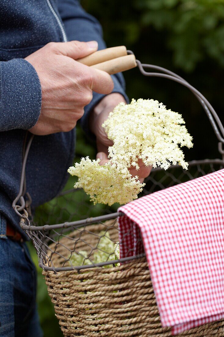 Collecting elderflowers