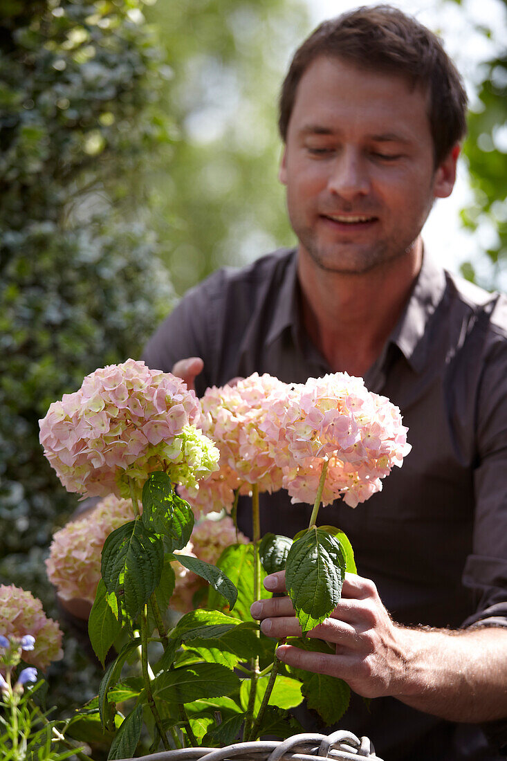 Mann pflanzt Hortensie