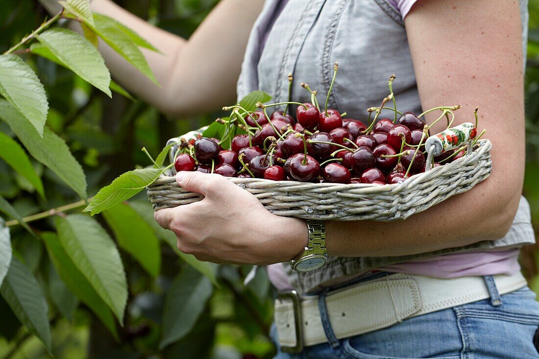 Picking cherries