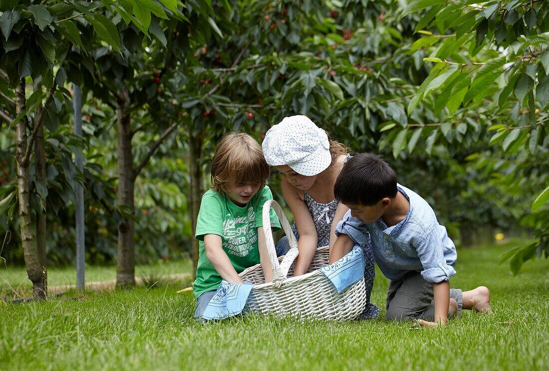 Picking cherries