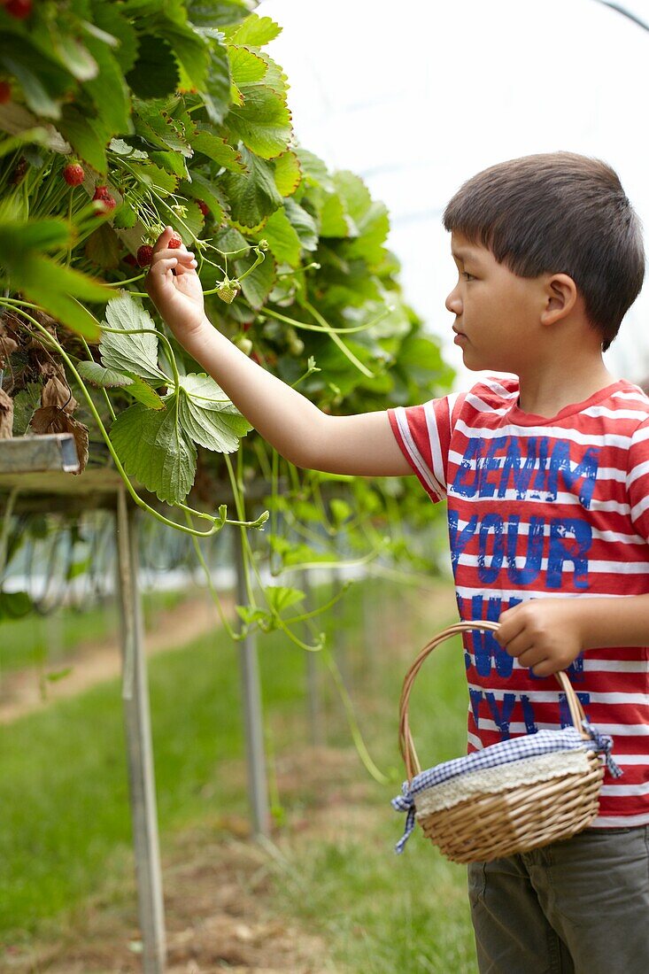 Picking strawberries