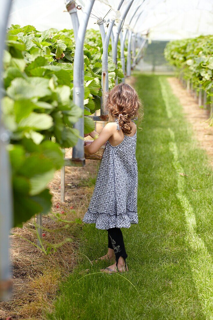 Picking strawberries