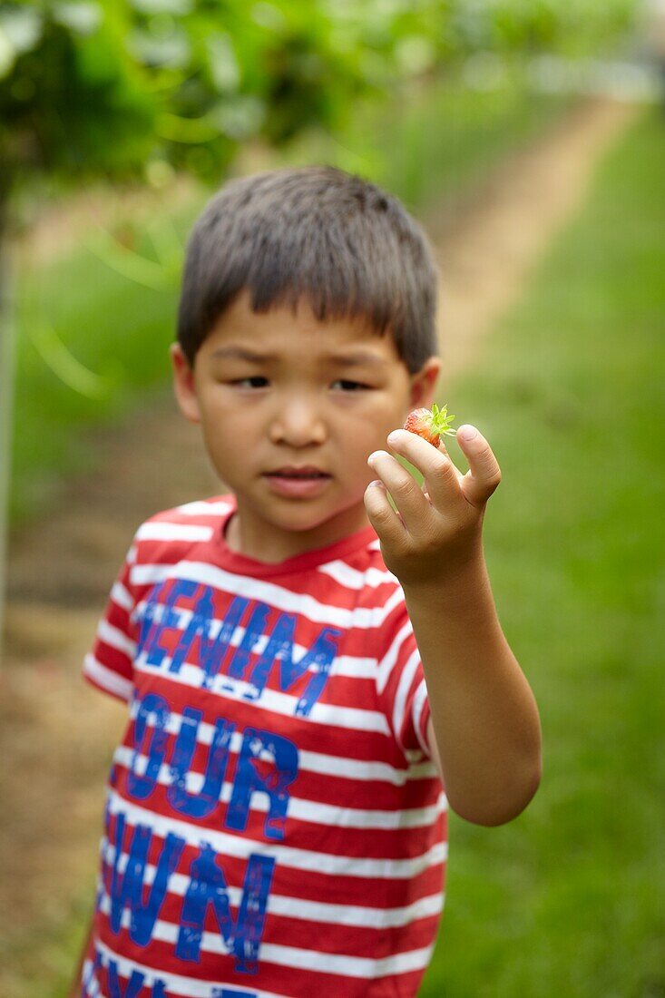 Picking strawberries